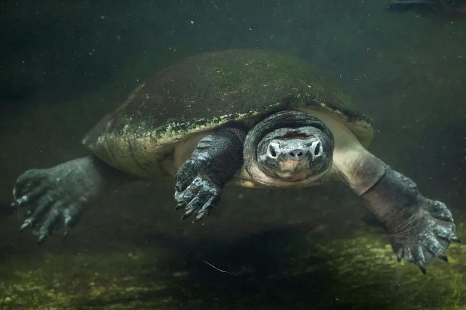 Sightings of endangered species are crucial.