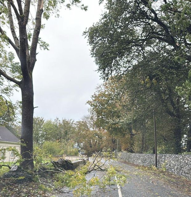 Branches down at Cahermorris. Photo: Cllr Andrew Reddington