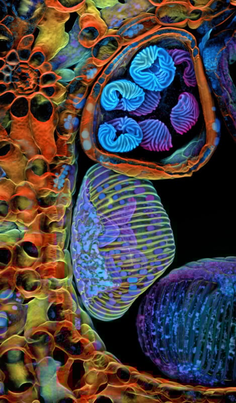 Colorful, abstract microscopic close-up of plant cells showing vibrant patterns in orange, blue, purple, and green, with intricate, textured cell structures against a black background.