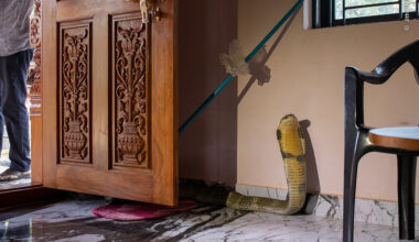 Cornered Cobra | Wildlife Photographer of the Year
