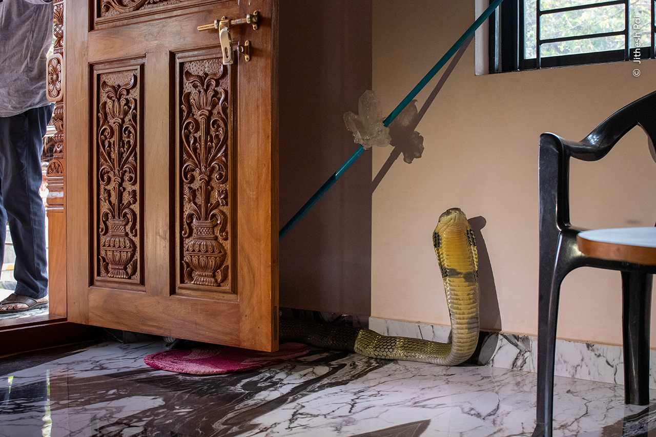 Cornered Cobra | Wildlife Photographer of the Year