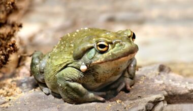 High-chasing Arizonans warned not to lick toxic toads that appeared after recent heavy rain