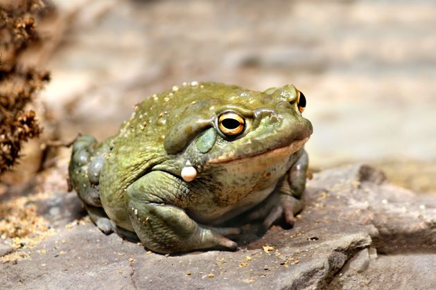 High-chasing Arizonans warned not to lick toxic toads that appeared after recent heavy rain