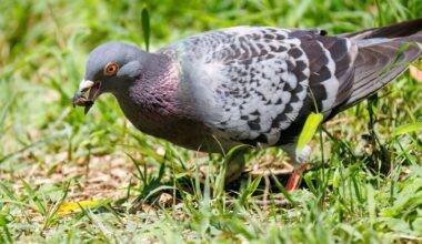 Pigeons will stop bullying robins out of garden if gardeners hang up one item