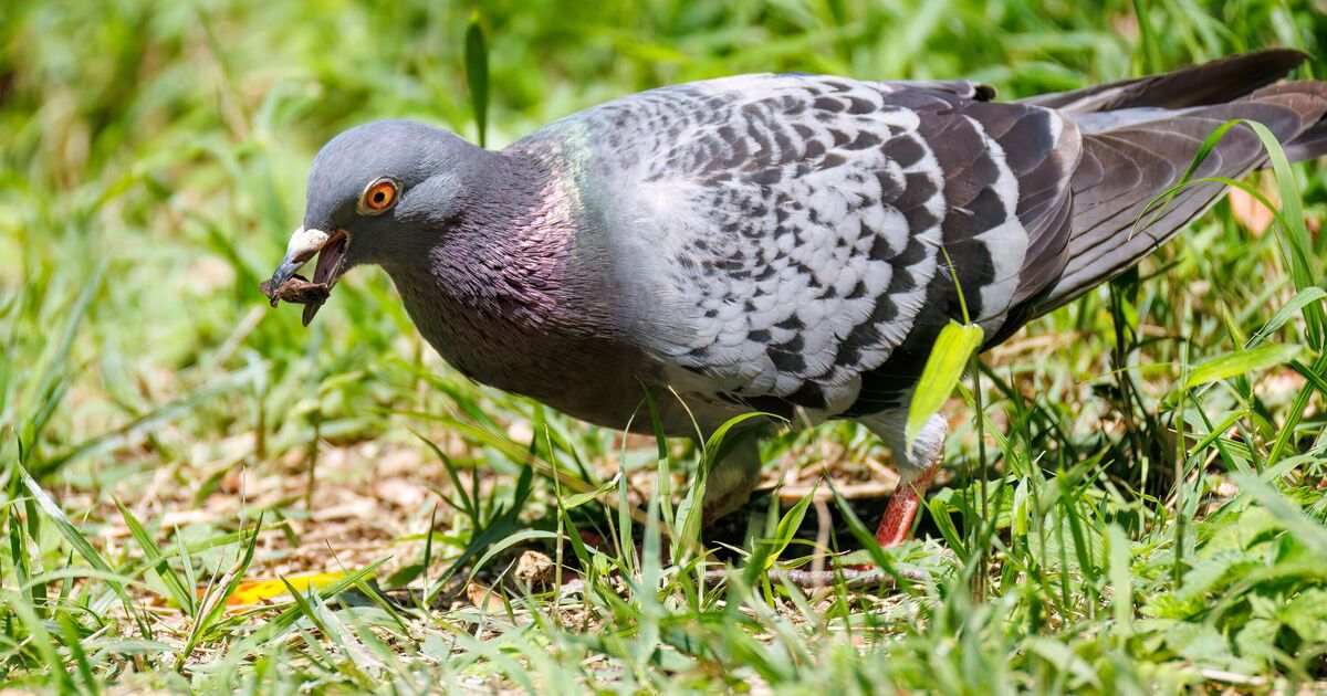 Pigeons will stop bullying robins out of garden if gardeners hang up one item