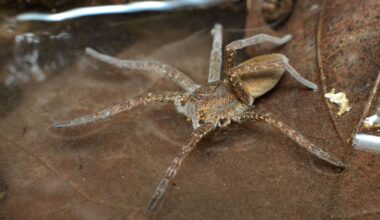 Giant fish-eating spider surging in numbers in UK - and they are in our homes | Nature | News