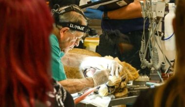 Incredible moment dentist removes 8cm infected tooth from 140kg lioness | UK | News