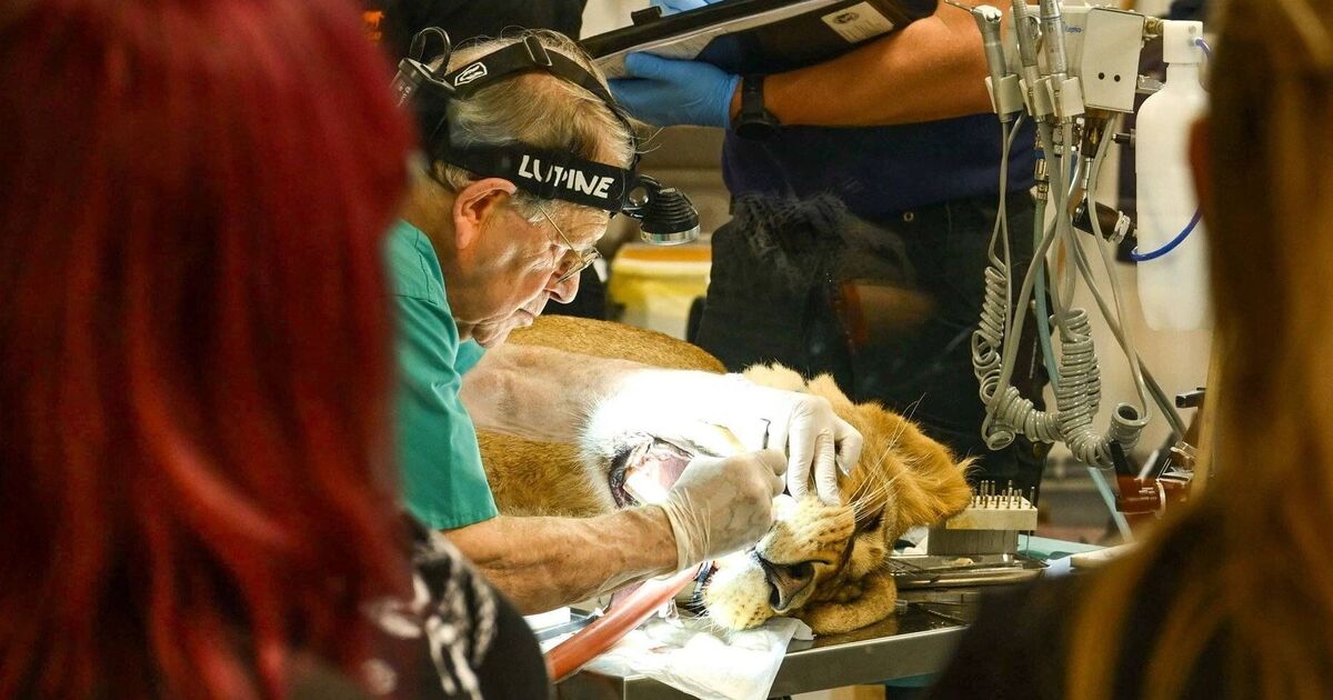 Incredible moment dentist removes 8cm infected tooth from 140kg lioness | UK | News