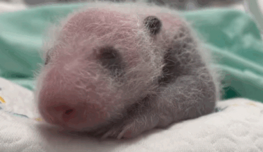 Gansu's first captive-born panda cub turns one month old