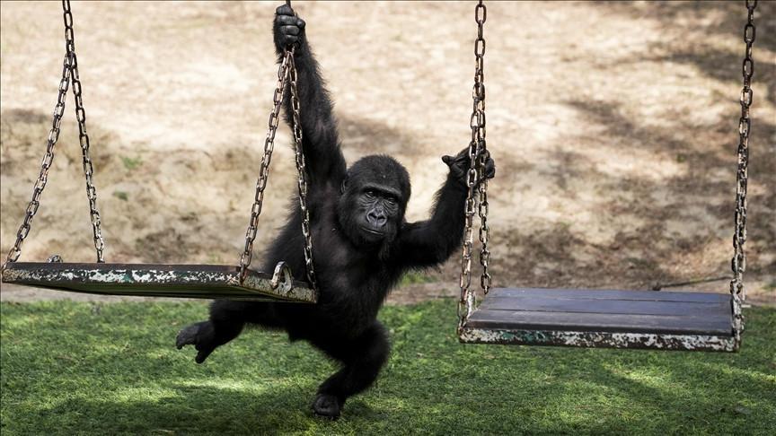 Baby gorilla rescued at Istanbul Airport to stay in Türkiye, officials say