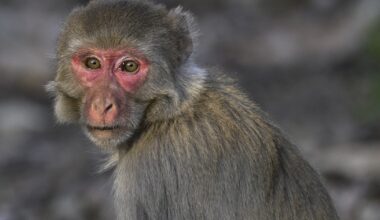 Truck Full Of 'Aggressive' Lab Monkeys Crashes In Mississippi, Sparking Wild Scene On Highway
