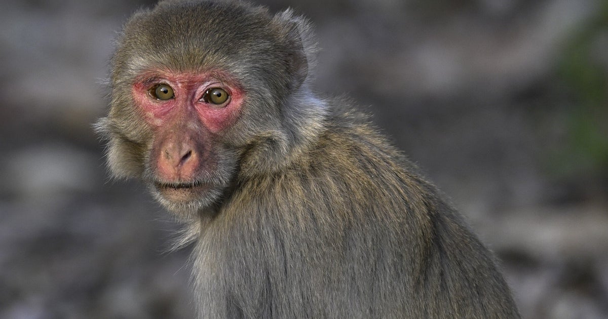 Truck Full Of 'Aggressive' Lab Monkeys Crashes In Mississippi, Sparking Wild Scene On Highway