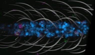 Researchers Release the World’s First Head-to-Toe Cellular Atlas of the Mosquito