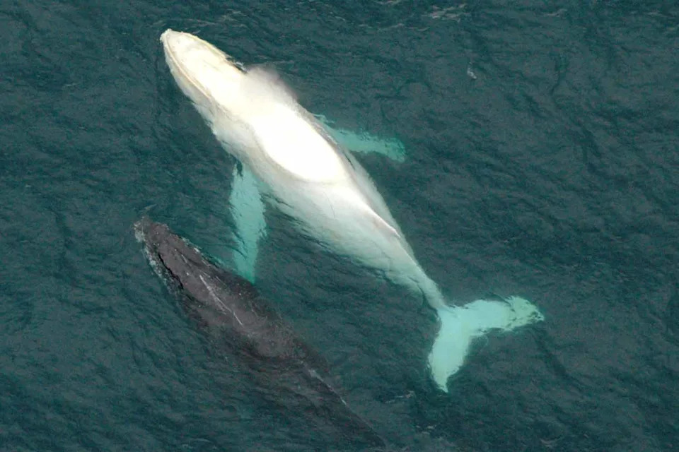 An aerial view of Migaloo off the coast of Coffs Harbour in 2005. 