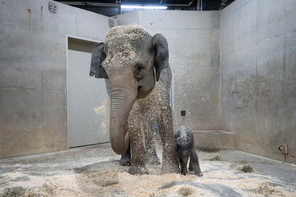 Amanda Carberry/Columbus Zoo and Aquarium Phoebe with her newborn son