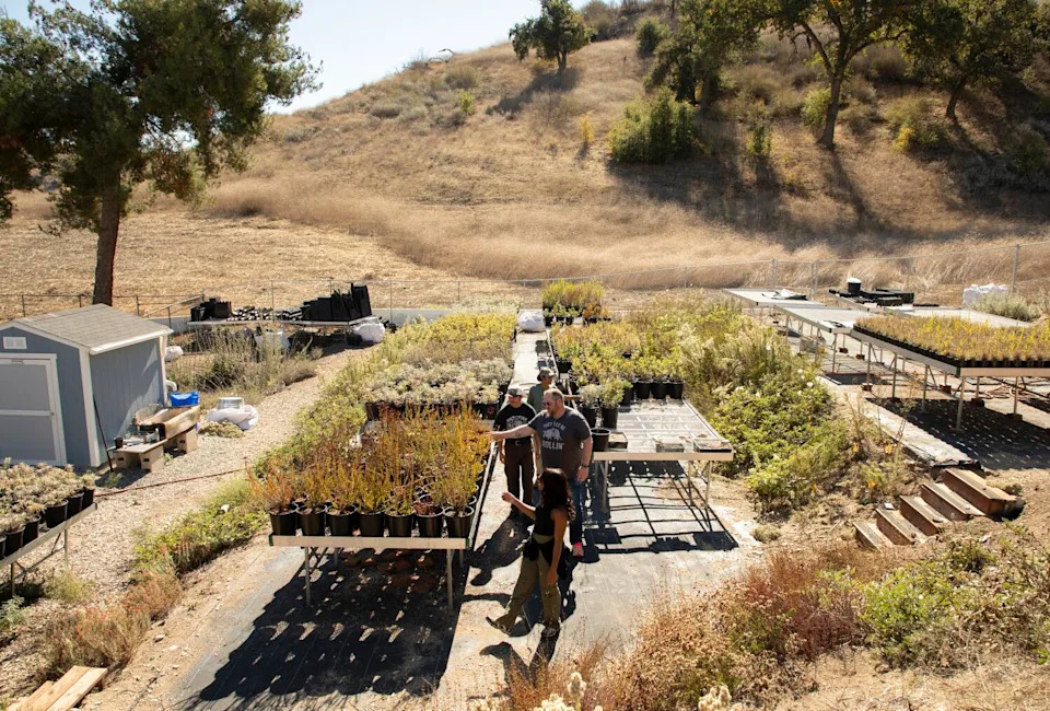 Four people walk past tables covered with native plants in the rustic outdoor nursery in Agoura Hills.