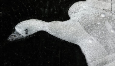 The Frozen Swan | Wildlife Photographer of the Year