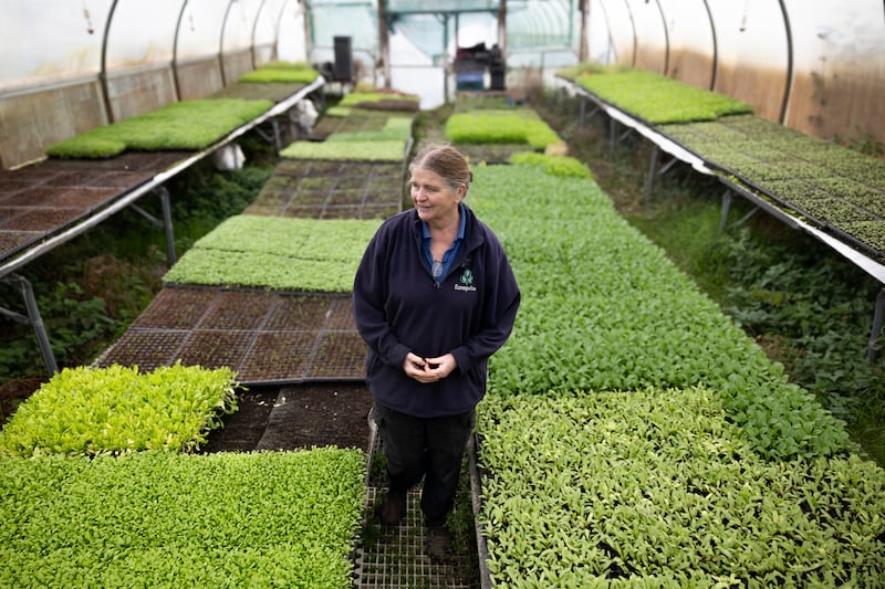 Jenny McNally in a polytunnel at the McNally Family Farm in Balrickard, Co Dublin. Photograph: Chris Maddaloni