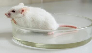 Scientists injected 40,000-year-old Neanderthal DNA into mice — and what they discovered stunned them