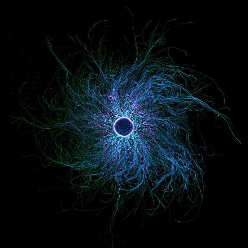 A glowing blue and purple circular shape with radiating wispy lines on a black background, resembling neural pathways or an abstract energy burst.