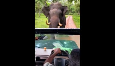 Safari driver escapes charging elephant by driving in reverse