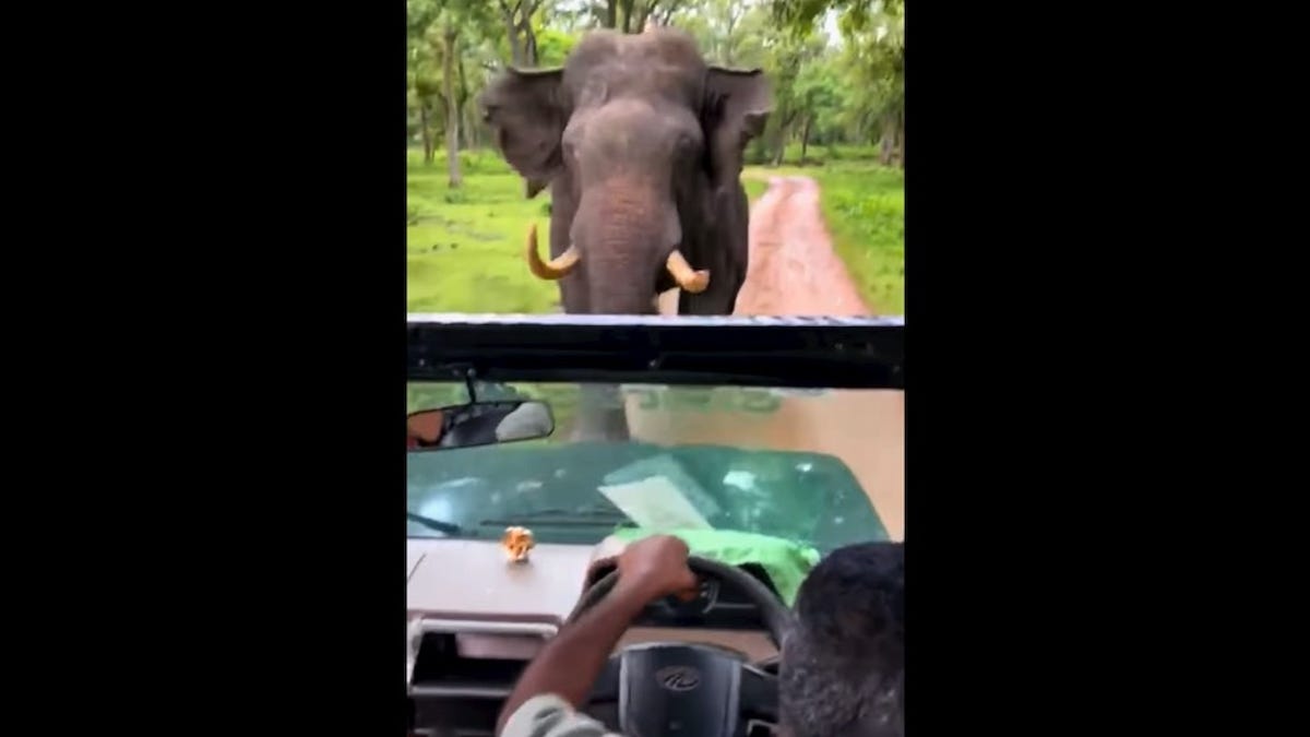 Safari driver escapes charging elephant by driving in reverse