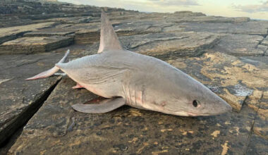 Walkers find shark washed up on Caithness shore