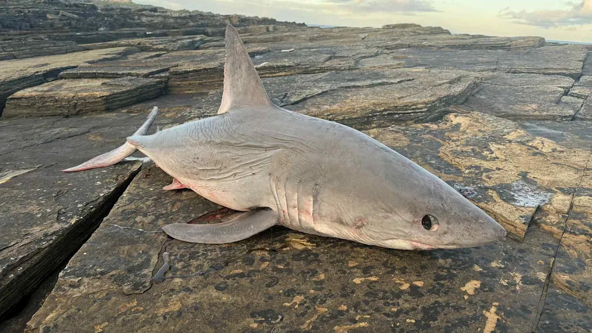 Walkers find shark washed up on Caithness shore