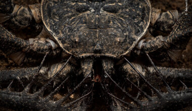 Cave Stalker | Wildlife Photographer of the Year