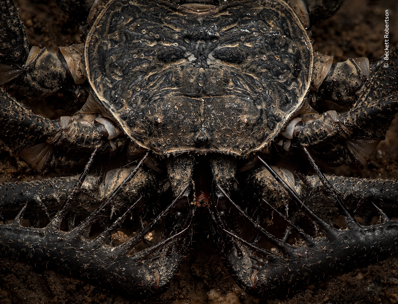 Cave Stalker | Wildlife Photographer of the Year