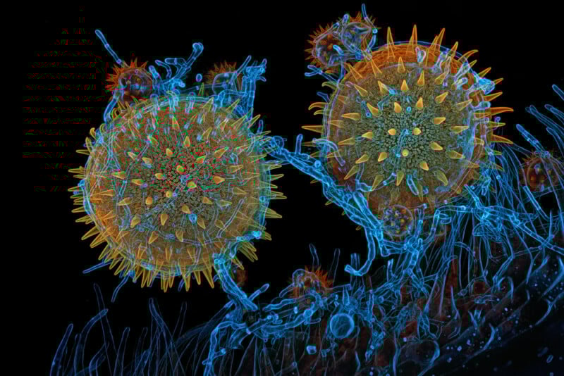 A highly magnified, color-enhanced image shows two round, spiky pollen grains in orange and yellow, surrounded by intricate blue plant structures against a black background.