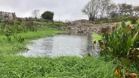 An image of a pond on a farm.  There is green grass in the foreground, a small pond with plants around the edges.  You can see farm fences, gates and electricity pylons on the background