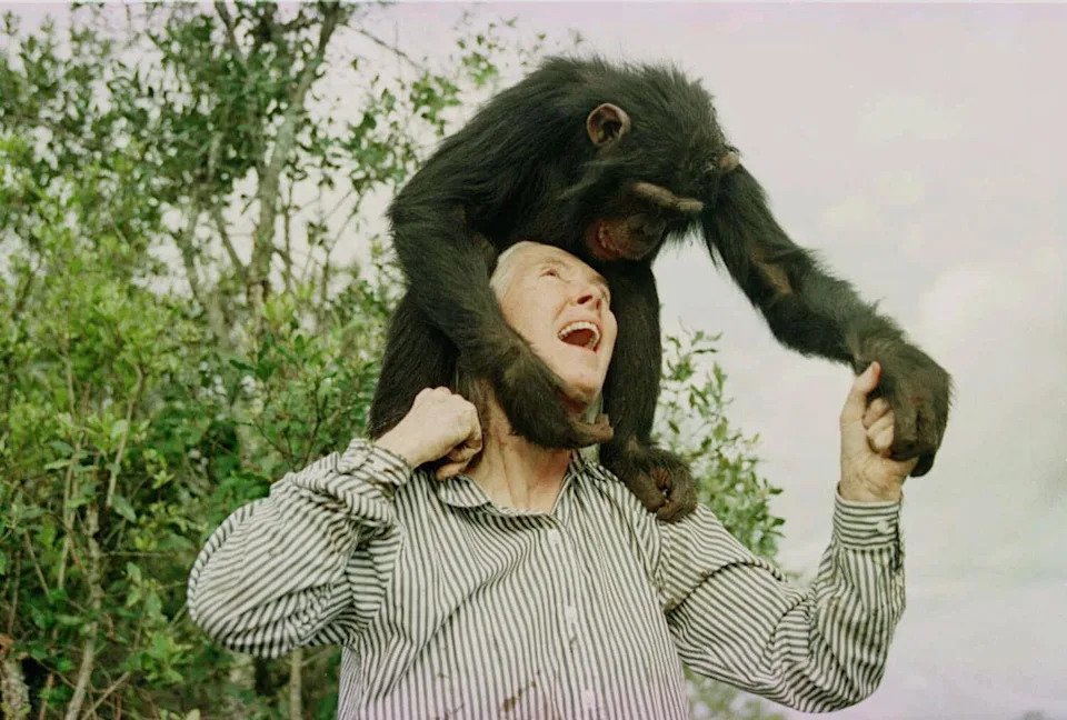 Jane Goodall shares a play with Bahati, a 3 year-old female chimpanzee