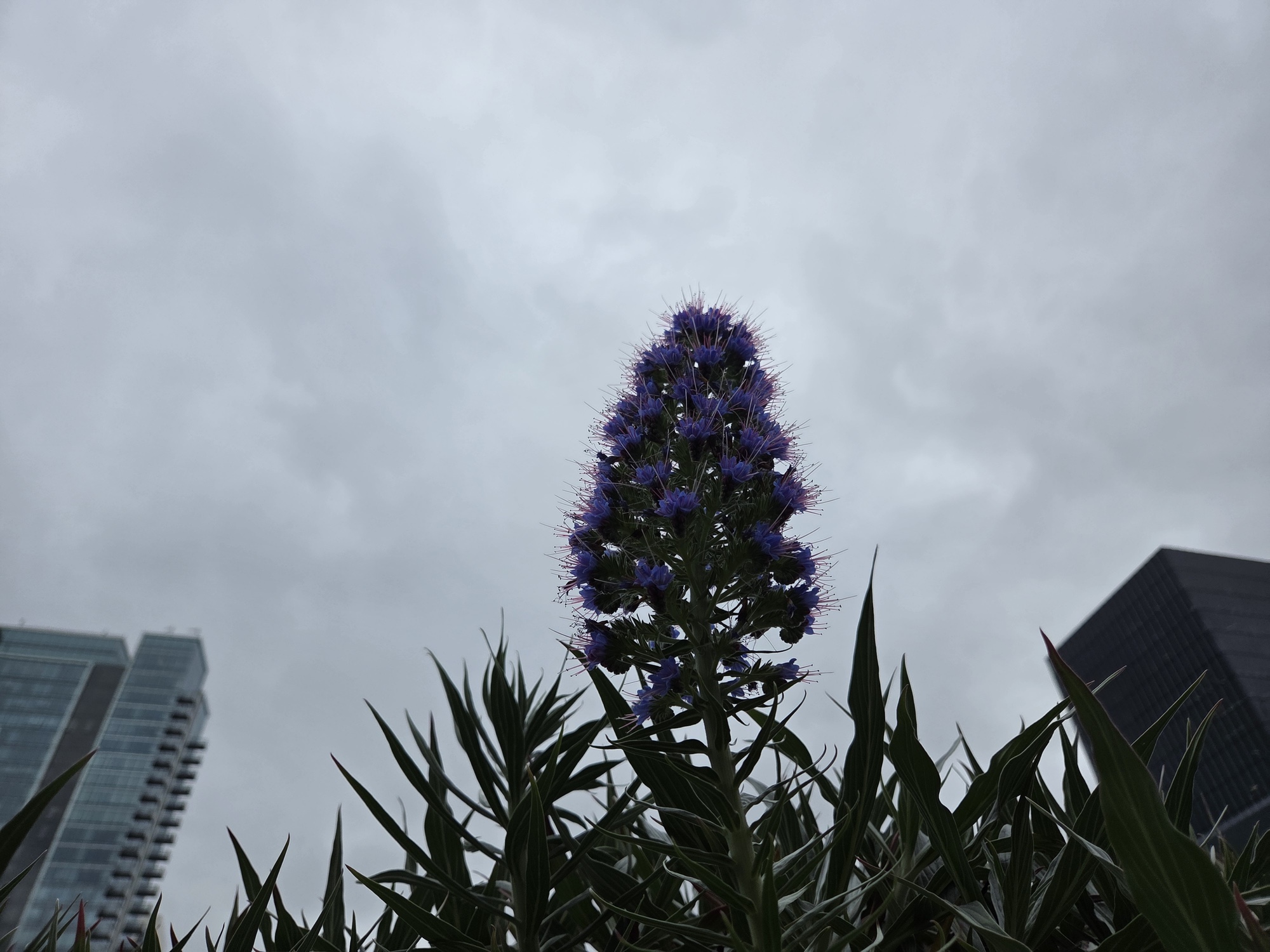 Pruple bottle brush plant shot by Galaxy S25 Plus
