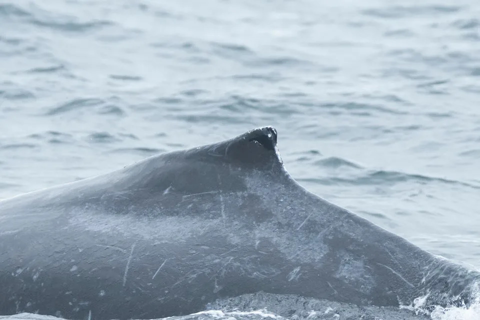 A naturalist photographed Zig Zag's humpback whale calf on Oct. 16 and it was not injured.