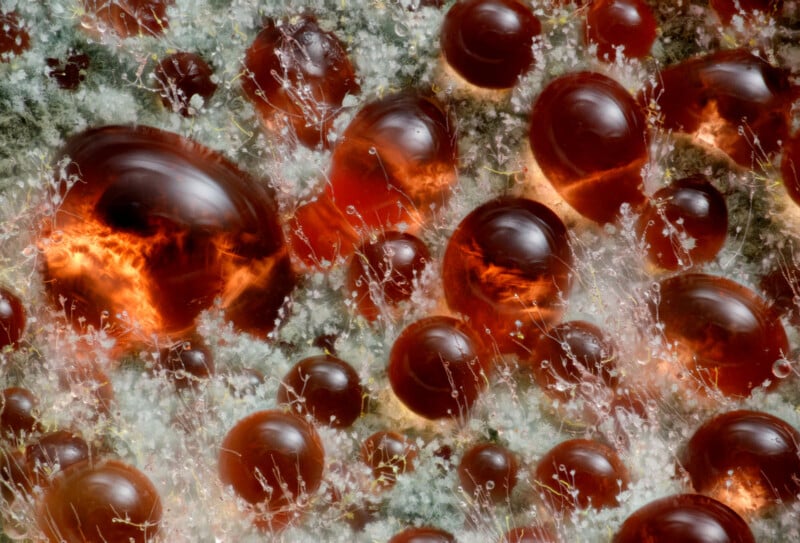 Close-up of glistening amber-colored resin droplets surrounded by delicate white mold filaments on a natural surface, creating a striking and detailed organic texture.
