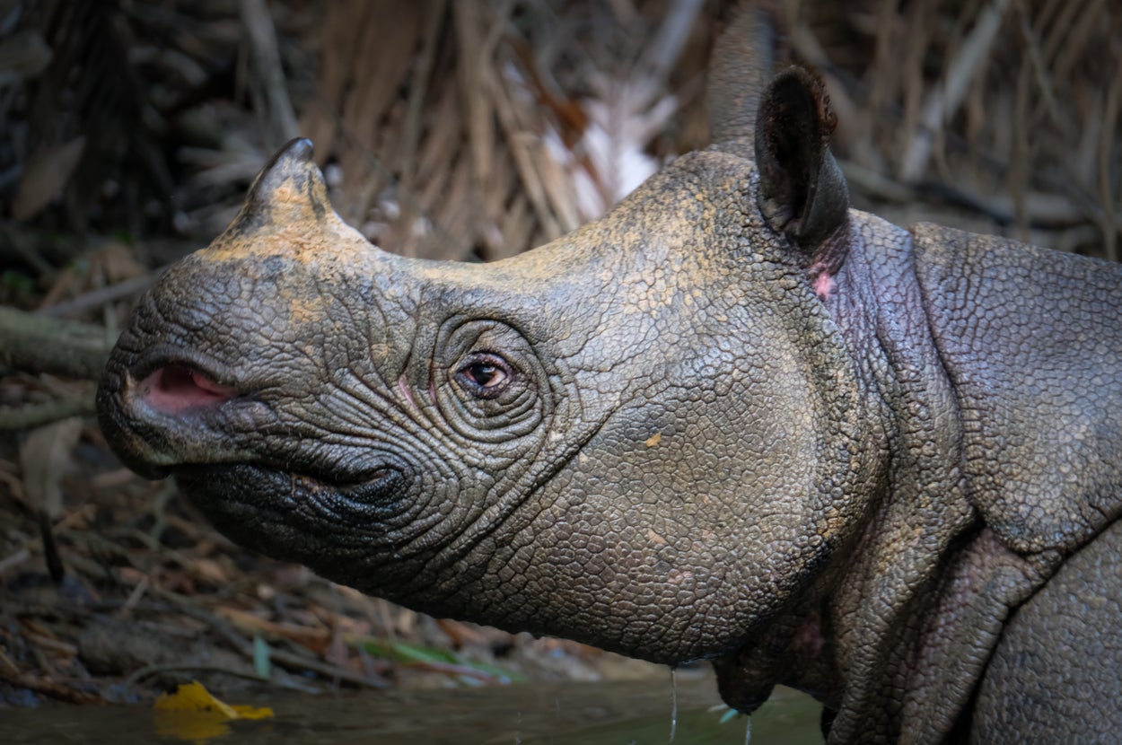These Wildlife Investigators Went Full CSI Mode To Save Endangered Species