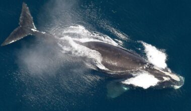 Endangered North Atlantic Right Whale Population Is Slowly Increasing, Scientists Say