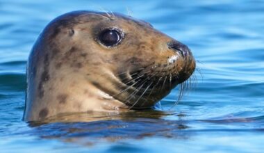 Why Republicans are trying to roll back a law that has protected whales, seals and other sea animals for over 50 years