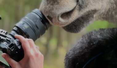 'Amoosed' Director Tracked Her Creature for Years