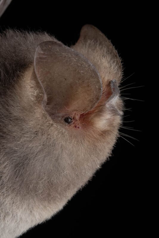 Close-up side view of a bat with large, translucent ears and soft, light brown fur, set against a solid black background.