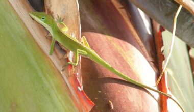 Peg–Legged Lizards Lead a Pirate's Life On Caribbean Islands