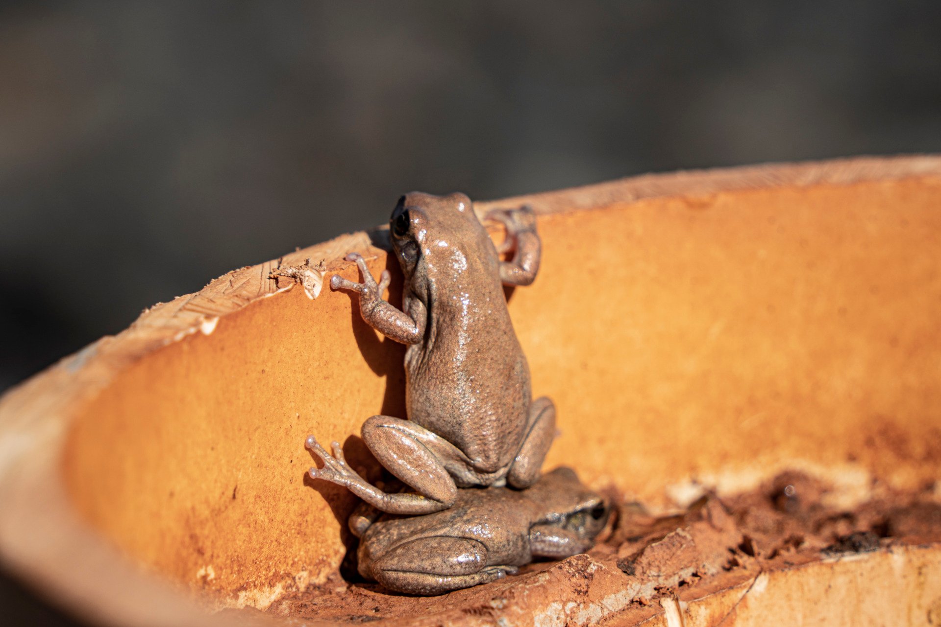 a frog stands on another frog's back to peek over the rim of a clay pot 
