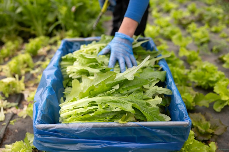 Aoife McNally picks lettuce in a polytunnel. Photograph: Chris Maddaloni