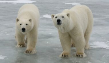 Two polar bears stand side by side on an icy, snow-dusted surface, looking toward the camera. Patches of snow and ice surround them in a cold, arctic environment.