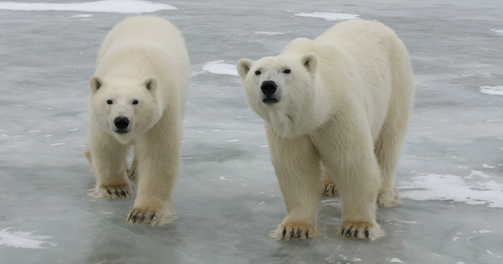 Two polar bears stand side by side on an icy, snow-dusted surface, looking toward the camera. Patches of snow and ice surround them in a cold, arctic environment.