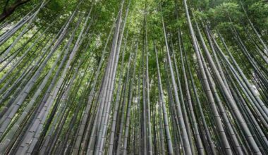 Biodegradable Plastic Made from Bamboo Is Stronger and Easy to Recycle