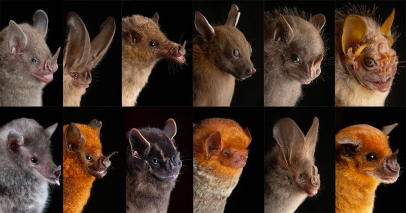 A grid of twelve close-up portraits of different bat species, each showing unique fur colors, ear shapes, and facial features, all set against a black background.