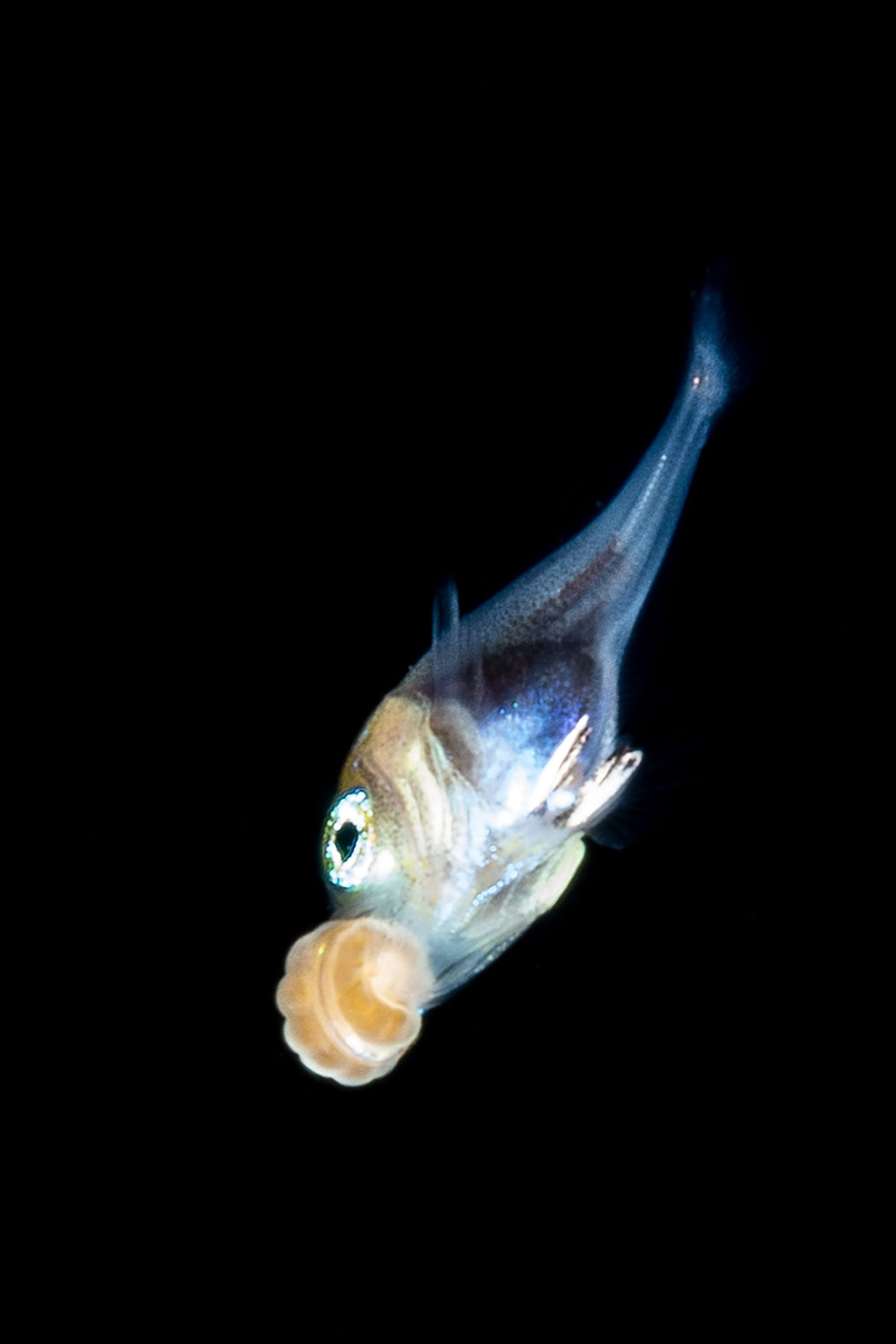 A fish eating hods a yellow gelatinous larva in it's mouth.