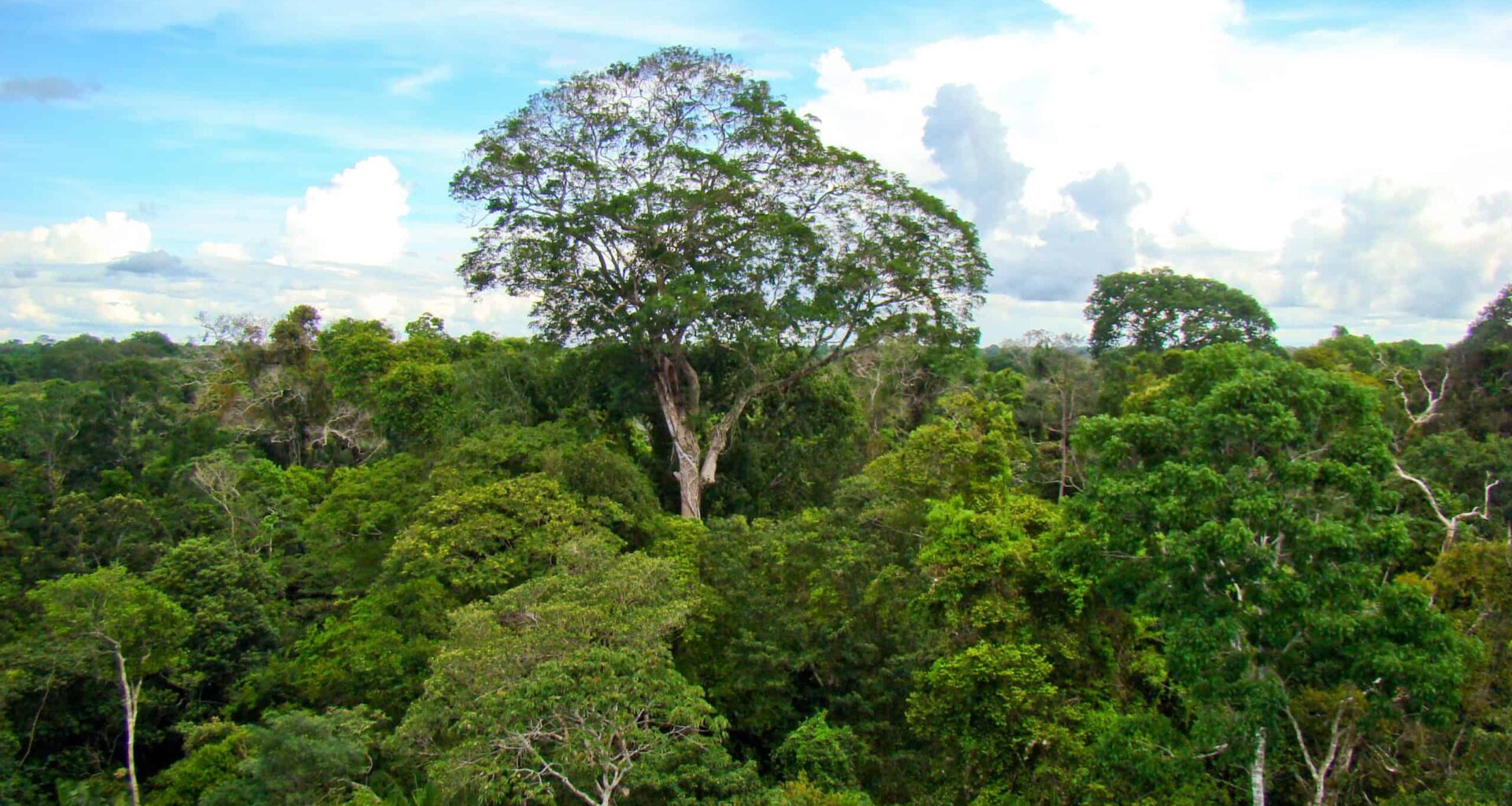 Trees in the Amazon Are Getting "Chonky" But That's Not Good News